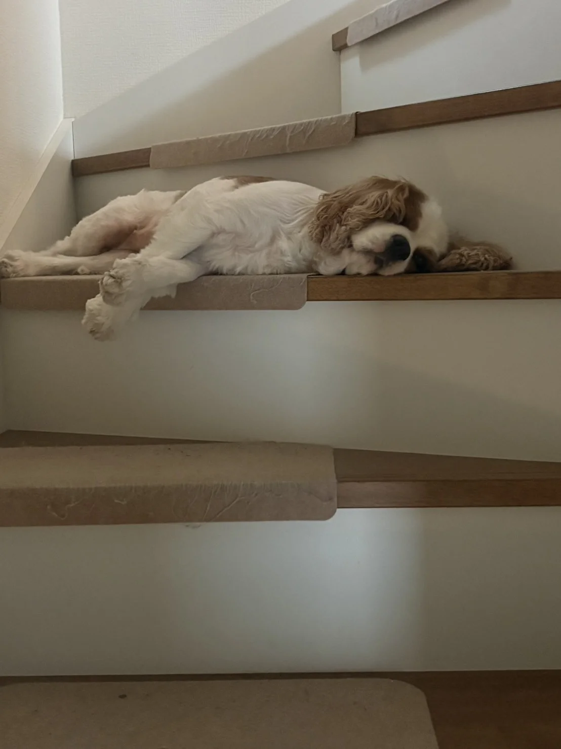 階段の上で気持ちよさそうに眠る麦ちゃん